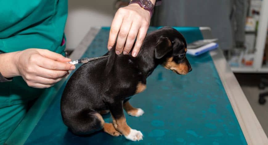 Vacunas de un cachorro: la guía definitiva